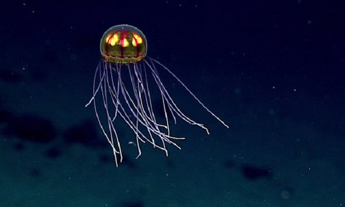 Deep sea life faces dark future due to warming and food shortage 